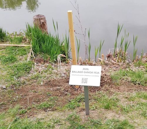 Ballagók Fája ültetés